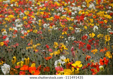 Multi-colored poppies under the water jets.