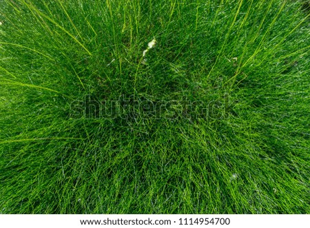 juicy green grass adorns the garden
