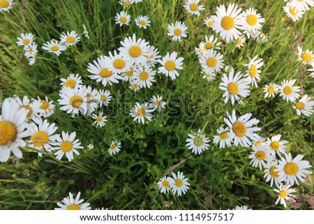 Chamomile blossom on green valley, top view