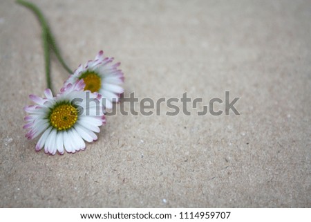 Daisy flowers romantic empty cardboard background picture image