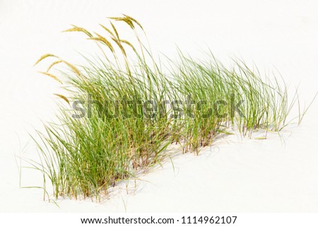 A tuft of grass in the famous sand dunes at the North Sea in Norderney, Germany. Royalty-Free Stock Photo #1114962107