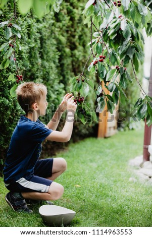 Young boy 7-9 years old picking red ripe cherries direct from the cherry tree in the garden. Green background, vertical shot.