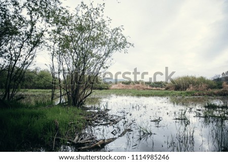 Puddle in upo swamp