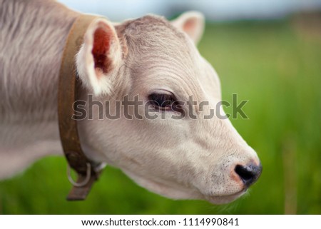 Cute cream calf in the farm. Cow's baby. Farm. Spring. Moscow. Russia
