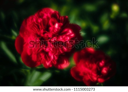 Soft focus image of blooming red peonies in the garden. Selective focus. Shallow depth of field