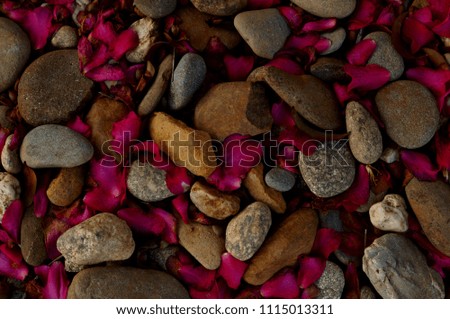 petal covering the rock bed
