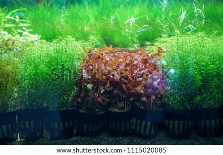 Aquatic plants and plants that grow in the water may be submerged in a glass cabinet.