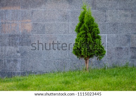 
decorative conifer tree on a small green hill with a background of a gray wall of tile, a free space for your text