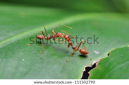 A pair of kissing red ants