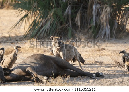 Hyena and vultures in Selous Game Reserve, Tanzania
