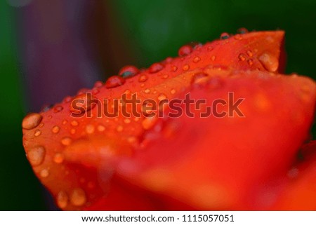 Rain drop on flower leaf