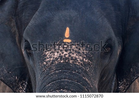Close up picture of Indian elephant