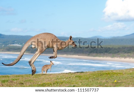This image shows Kangaroos in Emerald Beach, Australia