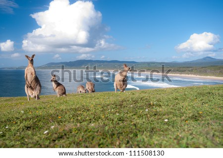 This image shows Kangaroos in Emerald Beach, Australia