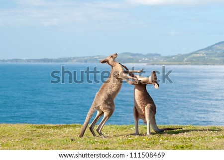 This image shows Kangaroos fighting in Emerald Beach, Australia