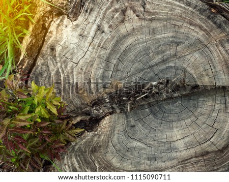 Stump Surface Background Texture with Plants. Save Earth and Environment, Ecology Concept