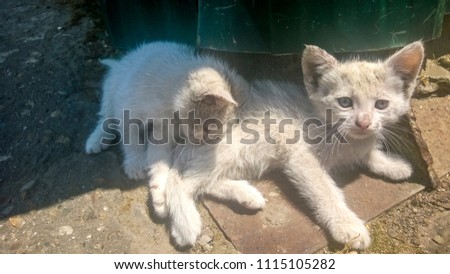 Two dirty white kittens on the street with a different eye color