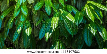 Evergreen cherry laurel plant as a antural backgrund with closeup details