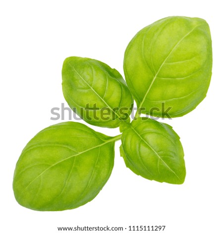 Green basil herb leaves isolated on white background
