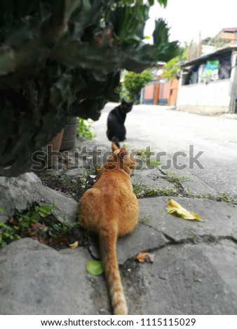 A cat yellow golden color squats on the street focus on its butt and tall.There is a little back cat is seeing it with the blurred background.