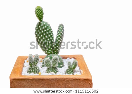 Succulent plant in clay pot with white stone isolated on white background. Opuntia Cactus plant nature.