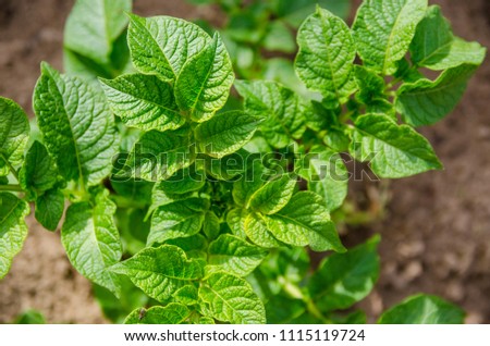 green healthy leaves of young potato plant Royalty-Free Stock Photo #1115119724