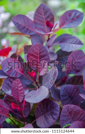 Bush smoke tree with purple leaves in the garden Royalty-Free Stock Photo #1115124644