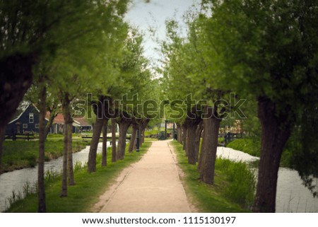 Alley in Zaanse Schans. Trees in the village . Amsterdam. Netherlands. Spring