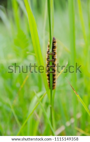 large caterpillar on a stalk of grass