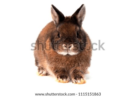 Rabbit on a white background
