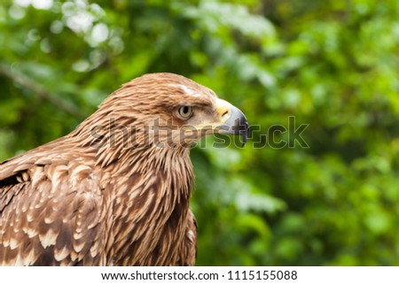Close-up photo of golden eagle Aquila chrysaetos, one of the best-known birds of prey
