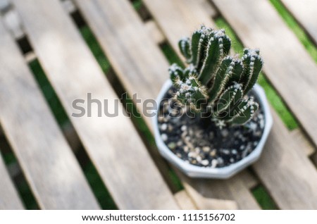 Cactus on the wood table with green bokeh background,Cactus in garden