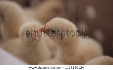 baby animal close up - baby  yellow adorable chickens sitting together, outside with natural sunlight in the Gambia, Africa