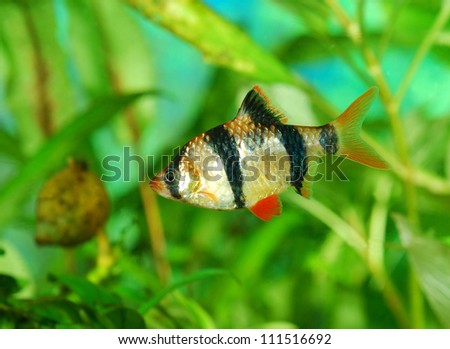 Tiger barb Puntius tetrazona in aquarium