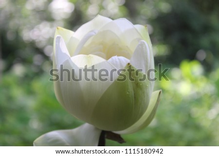 Beautiful white lotus flower blooming