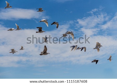 Granada, Spain; February 14, 2018: Seagulls in flight