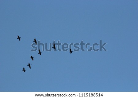 flock of birds in the sky. Silhouettes of birds in the sky. Blue sky