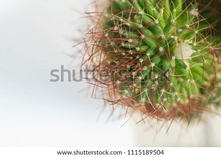 Small cactus plants in small pots with gravels in mix and various shape and various type, small cactus for background, selective focus, top view from above