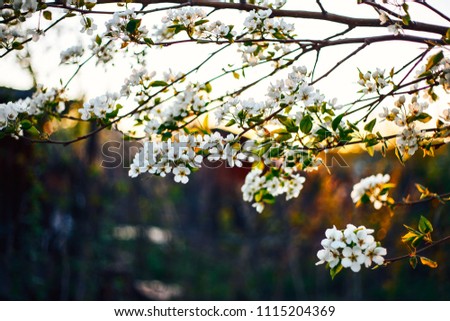 apple tree branch in spring blossom close-up. Tender sunset light, artistic vintage toning, shallow depth of field, soft selective focus. Flowers blooming at sunset.