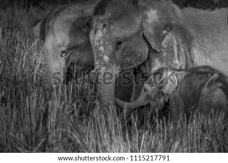 Elephant family picture is taken at Kaziranga National Park in India.