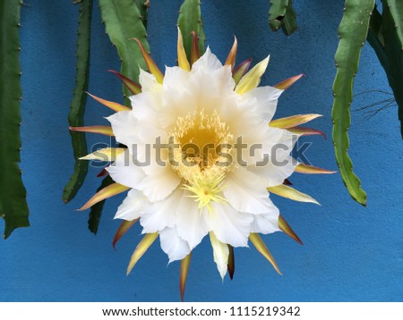 Flower of Dragon fruit