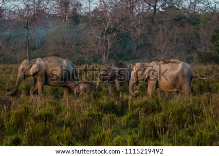 Elephant family shot is taken at Kaziranga National Park in India.