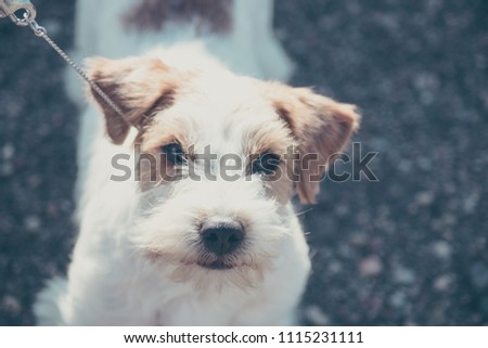 Cute terrier picture. Beautiful puppy eyes,