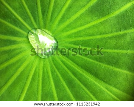Water drop and stow on colocasia esculenta big green leaf texture background