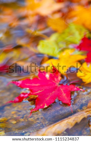 Autumn leaves of Hida