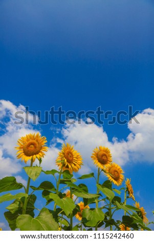 Sunflower of the Ogaki