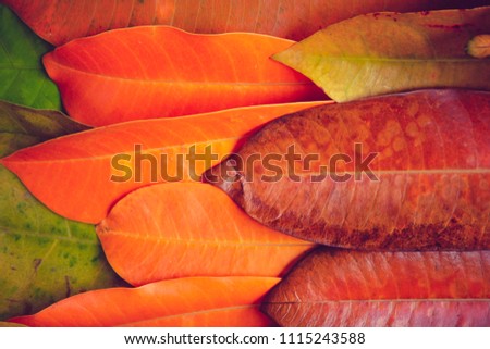Creative colorful leafs on autumn season for background and wallpaper which it make freshness concept.