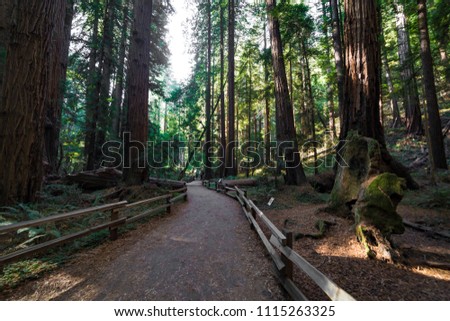 Giant sequoia trees in natural park