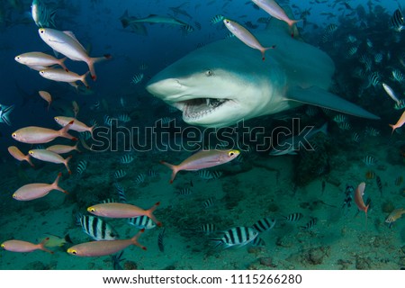 bull shark at Fiji