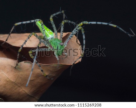 green lynx spider